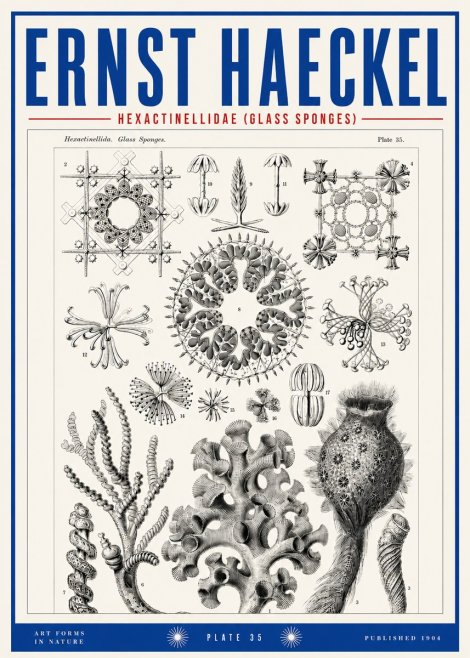 Ernst Haeckel Hexactinellida. Glass Sponges. No3 - Poszter