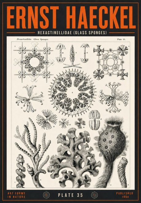 Ernst Haeckel Hexactinellida. Glass Sponges. No4 - Poszter