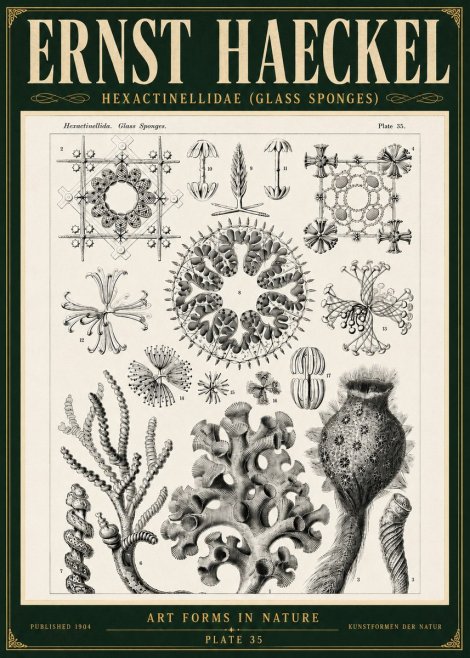Ernst Haeckel Hexactinellida. Glass Sponges. No5 - Poszter