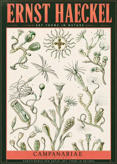 Ernst Haeckel Campanariae – Bell Polyps No2 - Poszter