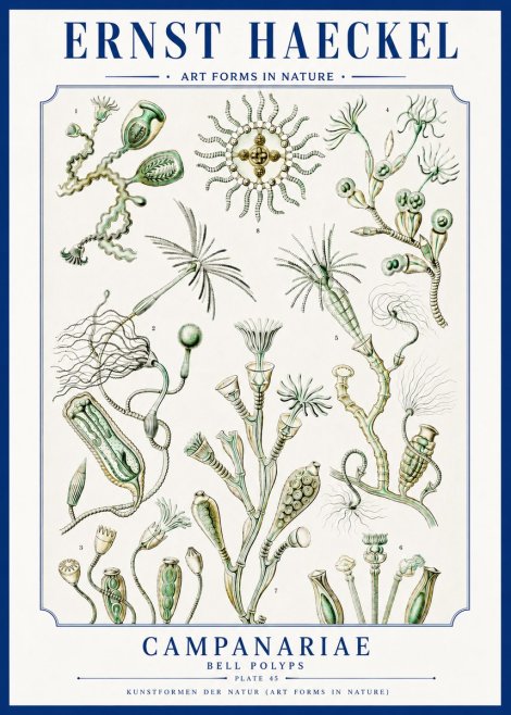 Ernst Haeckel Campanariae – Bell Polyps No3 - Poszter