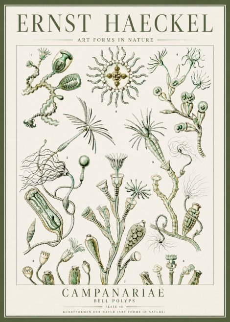 Ernst Haeckel Campanariae – Bell Polyps No4 - Poszter