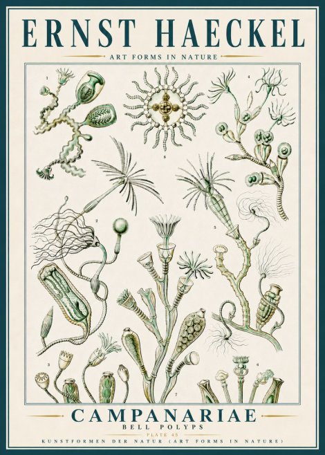 Ernst Haeckel Campanariae – Bell Polyps No5 - Poszter
