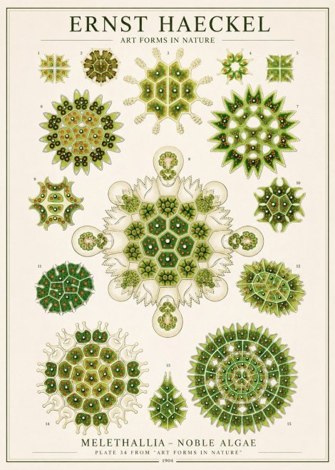 Ernst Haeckel Melethallia - Noble Algae No1 - Poszter