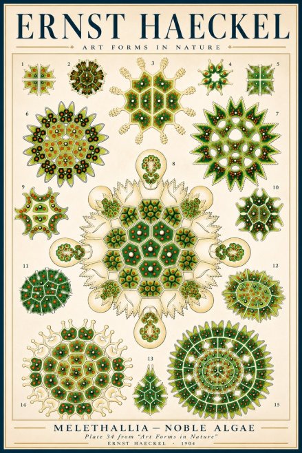 Ernst Haeckel Melethallia - Noble Algae No3 - Poszter