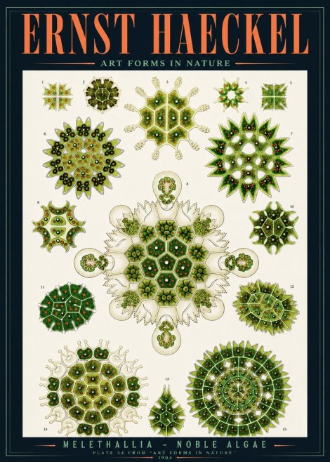Ernst Haeckel Melethallia - Noble Algae No4 - Poszter