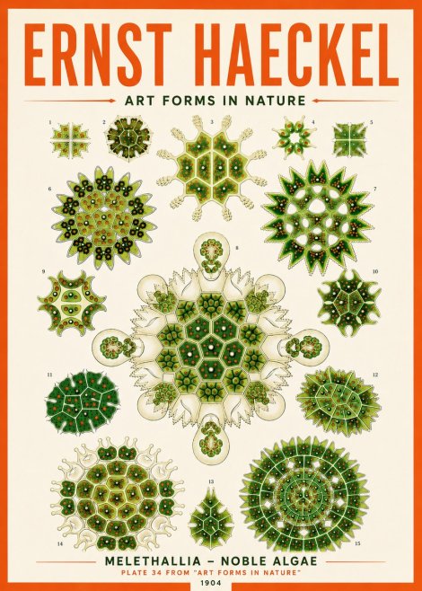 Ernst Haeckel Melethallia - Noble Algae No5 - Poszter