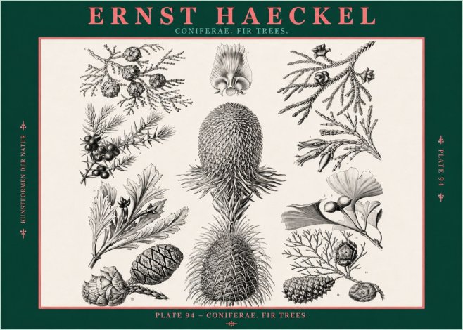 Ernst Haeckel Coniferae. Fir Trees. No2 - Poszter