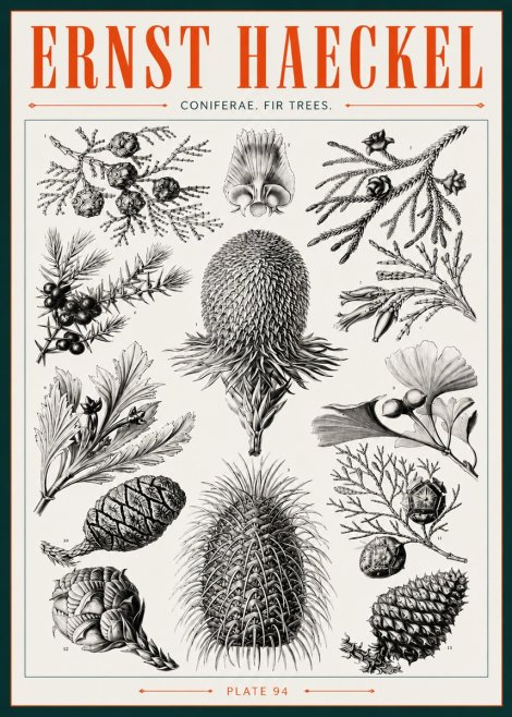 Ernst Haeckel Coniferae. Fir Trees. No3 - Poszter