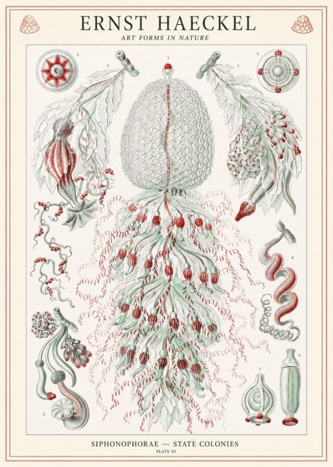 Ernst Haeckel Siphonophorae - State Colonies No1 - Poszter