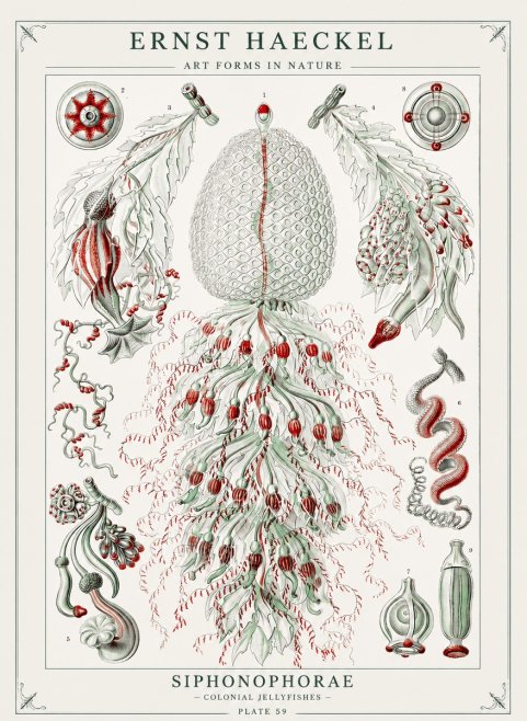Ernst Haeckel Siphonophorae - State Colonies No3 - Poszter