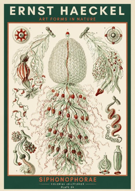 Ernst Haeckel Siphonophorae - State Colonies No4 - Poszter
