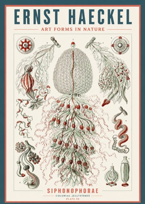 Ernst Haeckel Siphonophorae - State Colonies No5 - Poszter
