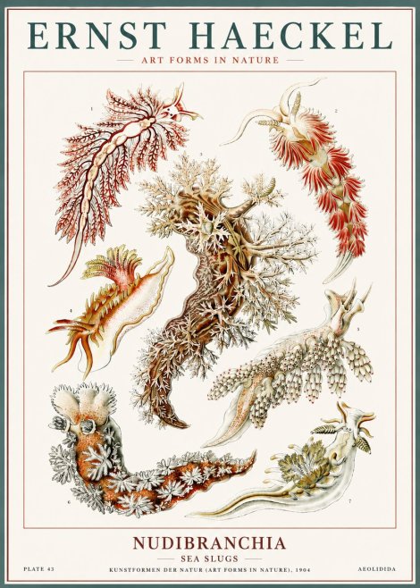 Ernst Haeckel Nudibranchia – Sea Slugs No6 - Poszter