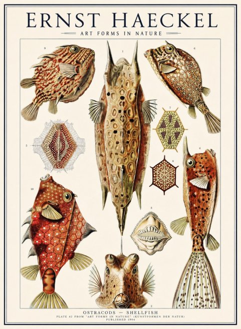 Ernst Haeckel Ostracodes Crustacea No3 - Poszter