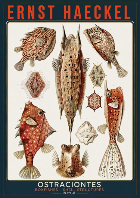 Ernst Haeckel Ostracodes Crustacea No5 - Poszter