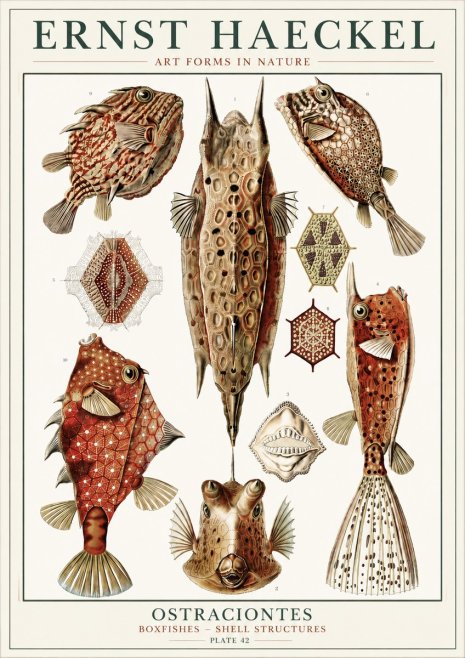 Ernst Haeckel Ostracodes Crustacea No6 - Poszter