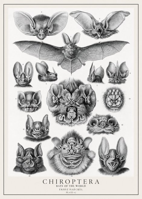 Ernst Haeckel Chiroptera Bats No2 - Poszter