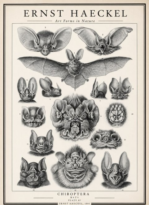 Ernst Haeckel Chiroptera Bats No3 - Poszter