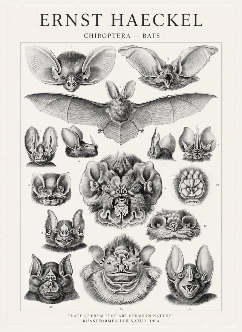 Ernst Haeckel Chiroptera Bats No4 - Poszter