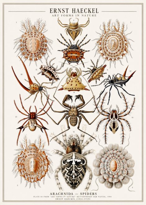 Ernst Haeckel Arachnida — Spiders No1 - Poszter