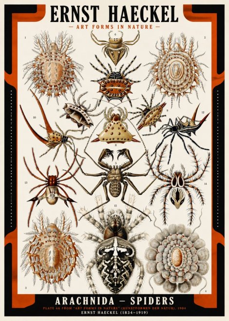 Ernst Haeckel Arachnida — Spiders No2 - Poszter