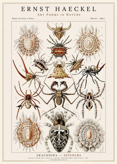 Ernst Haeckel Arachnida — Spiders No3 - Poszter