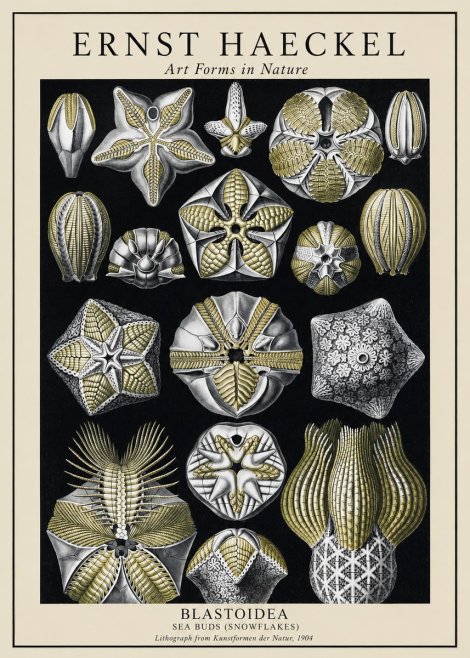 Ernst Haeckel Blastoidea Sea Buds (Snowflakes) No1 - Poszter