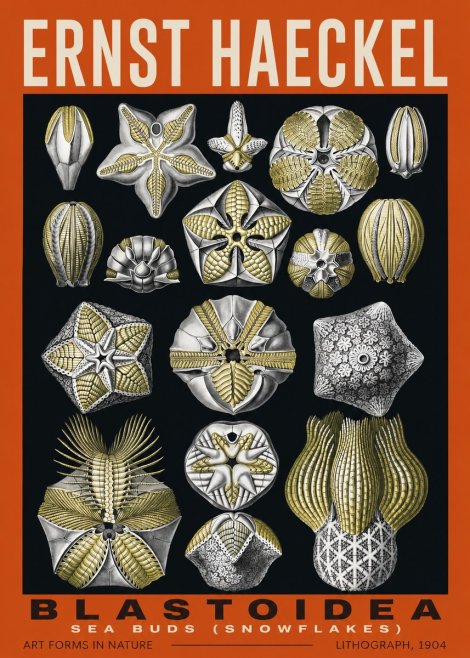 Ernst Haeckel Blastoidea Sea Buds (Snowflakes) No2 - Poszter