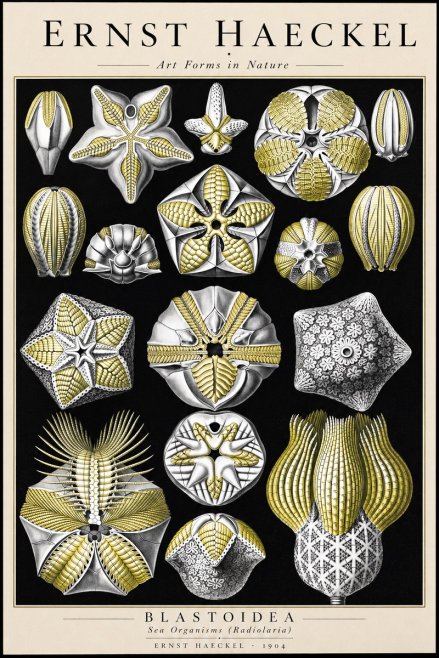 Ernst Haeckel Blastoidea Sea Buds (Snowflakes) No3 - Poszter