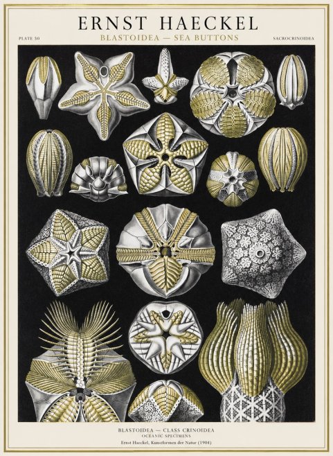 Ernst Haeckel Blastoidea Sea Buds (Snowflakes) No4 - Poszter