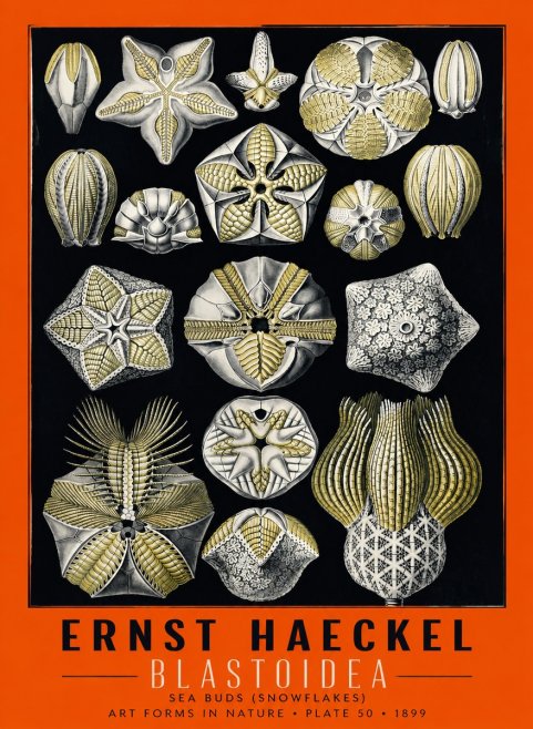 Ernst Haeckel Blastoidea Sea Buds (Snowflakes) No6 - Poszter