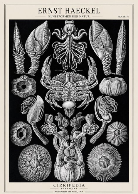 Ernst Haeckel Cirripedia Barnacles No1 - Poszter