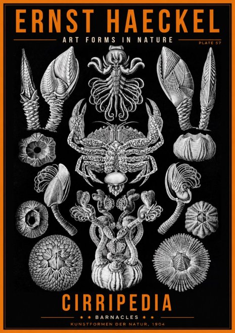 Ernst Haeckel Cirripedia Barnacles No2 - Poszter