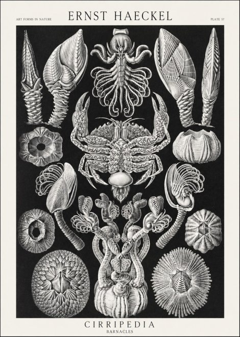 Ernst Haeckel Cirripedia Barnacles No3 - Poszter