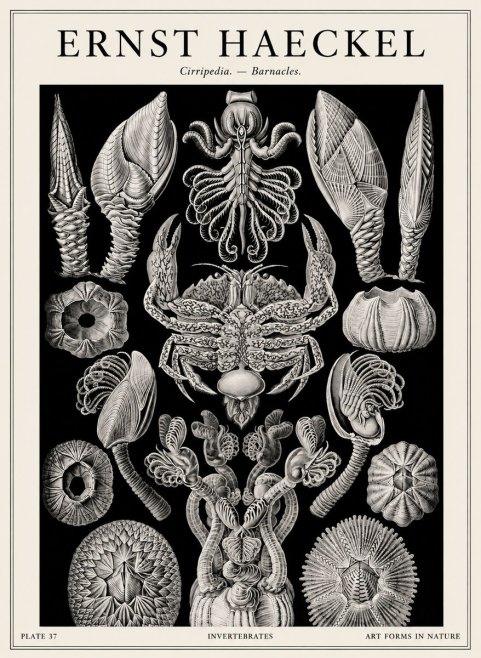 Ernst Haeckel Cirripedia Barnacles No4 - Poszter