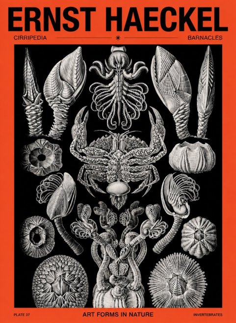 Ernst Haeckel Cirripedia Barnacles No5 - Poszter