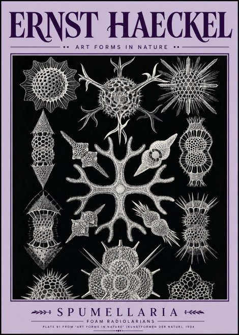 Ernst Haeckel Spumellaria No5 - Poszter