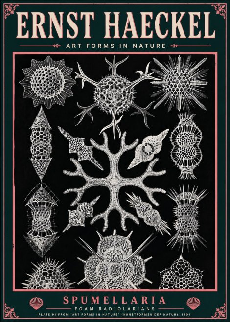Ernst Haeckel Spumellaria No6 - Poszter