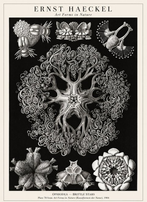 Ernst Haeckel Ophiodea - Brittle Stars II No1 - Poszter