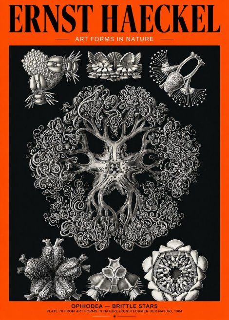 Ernst Haeckel Ophiodea - Brittle Stars II No2 - Poszter