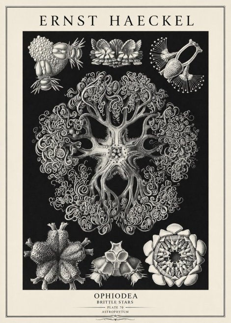 Ernst Haeckel Ophiodea - Brittle Stars II No3 - Poszter
