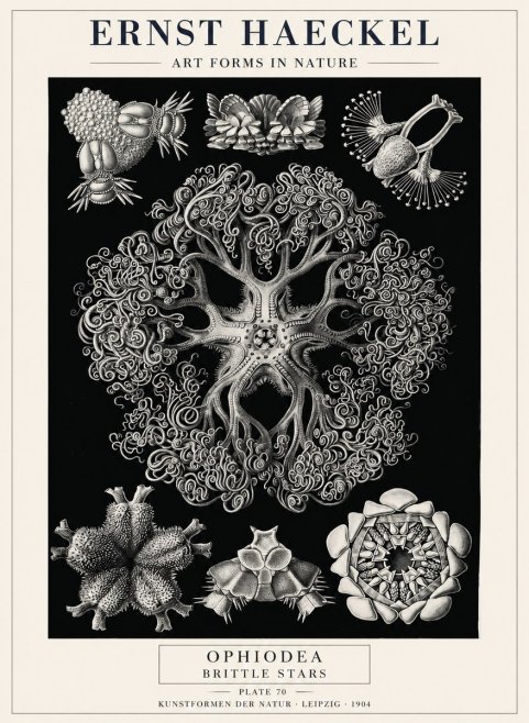 Ernst Haeckel Ophiodea - Brittle Stars II No4 - Poszter