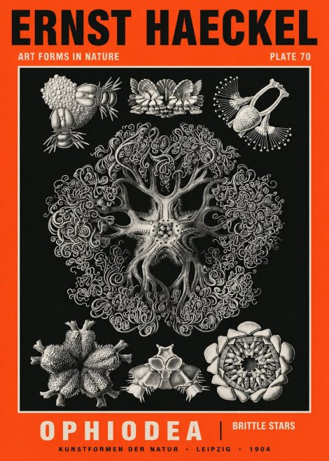 Ernst Haeckel Ophiodea - Brittle Stars II No5 - Poszter