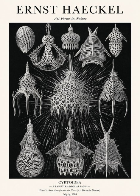 Ernst Haeckel Cyrtoidea - Starry Radiolarians No1 - Poszter