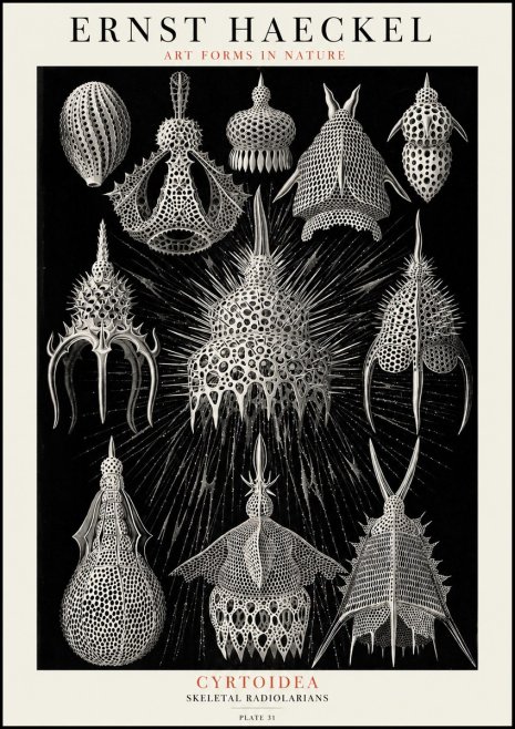 Ernst Haeckel Cyrtoidea - Starry Radiolarians No4 - Poszter