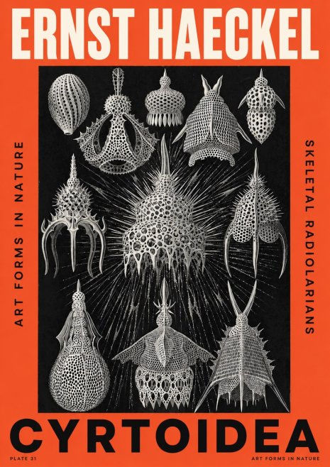 Ernst Haeckel Cyrtoidea - Starry Radiolarians No5 - Poszter