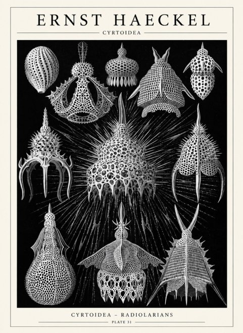 Ernst Haeckel Cyrtoidea - Starry Radiolarians No6 - Poszter