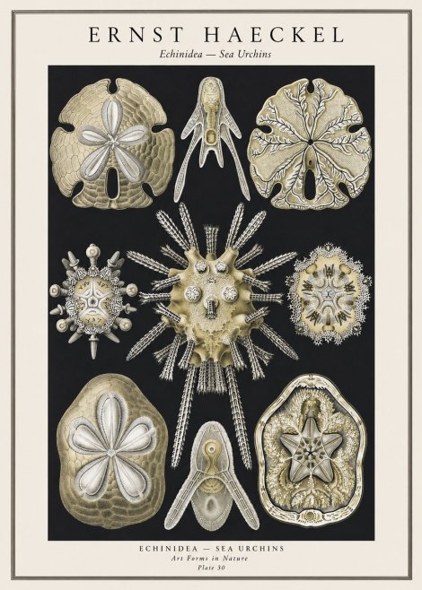 Ernst Haeckel Echinidea — Sea Urchins No1 - Poszter