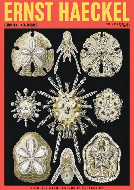 Ernst Haeckel Echinidea — Sea Urchins No2 - Poszter